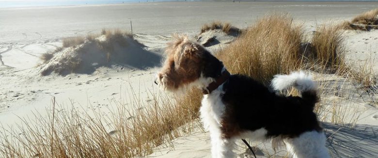 Ein Hund schaut auf den Strand.