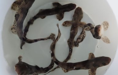 Junge Katzenhaie auf Borkum