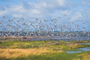 Borkum Inselrundweg - Zugvögel steigen aus den Salzwiesen auf