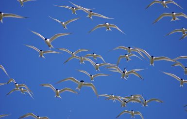 Vogelschwarm in Borkums Himmel