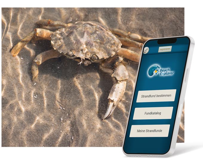 Eine Krabbe im Sand und ein Handy mit Beach Explorer geöffnet
