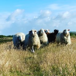 Sechs Schafe auf einer Weide